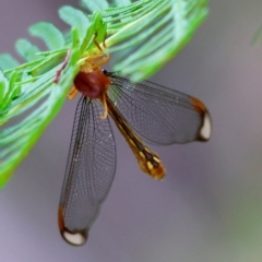 Nymphes myrmeleonoides (Blue eyes lacewing) at Mongarlowe, NSW - 4 Jan 2024 by LisaH