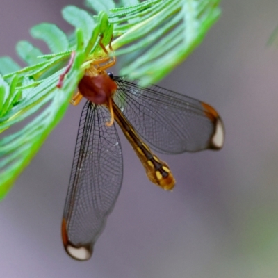 Nymphes myrmeleonoides (Blue eyes lacewing) at Mongarlowe, NSW - 4 Jan 2024 by LisaH