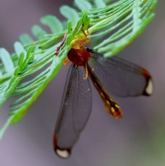 Nymphes myrmeleonoides at QPRC LGA - 4 Jan 2024