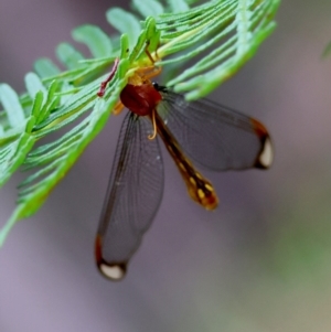 Nymphes myrmeleonoides at QPRC LGA - 4 Jan 2024