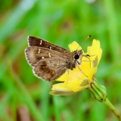 Toxidia parvula (Banded Grass-skipper) at Mongarlowe River - 4 Jan 2024 by LisaH