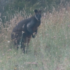 Wallabia bicolor (Swamp Wallaby) at Mongarlowe River - 3 Jan 2024 by MatthewFrawley