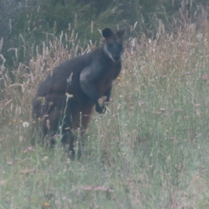 Wallabia bicolor at QPRC LGA - 3 Jan 2024