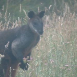 Wallabia bicolor at QPRC LGA - 3 Jan 2024