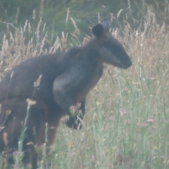 Wallabia bicolor at QPRC LGA - 3 Jan 2024