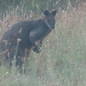 Wallabia bicolor at QPRC LGA - 3 Jan 2024