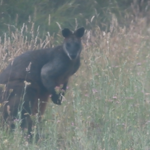 Wallabia bicolor at QPRC LGA - 3 Jan 2024