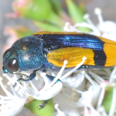 Castiarina skusei (A Jewel Beetle) at Black Mountain - 2 Jan 2024 by Harrisi