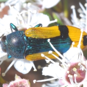 Castiarina skusei at Black Mountain - 3 Jan 2024 12:19 AM