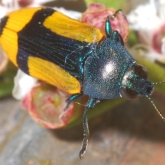 Castiarina skusei at Black Mountain - 3 Jan 2024 12:19 AM