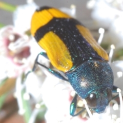 Castiarina skusei at Black Mountain - 3 Jan 2024 12:19 AM