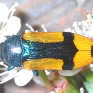 Castiarina skusei at Black Mountain - 3 Jan 2024