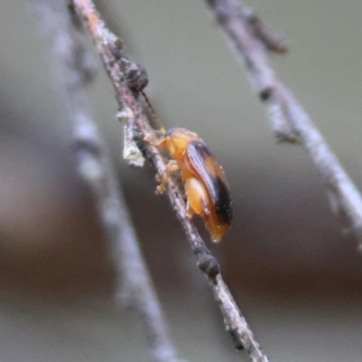 Arsipoda montana (Mountain Flea Beetle) at QPRC LGA - 4 Jan 2024 by LisaH