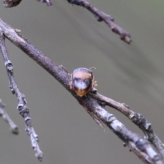 Arsipoda montana at QPRC LGA - suppressed