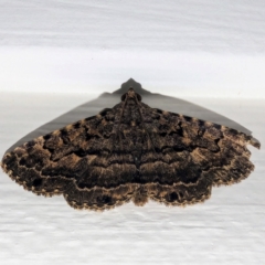 Diatenes aglossoides (An Erebid Moth) at Lions Youth Haven - Westwood Farm - 4 Jan 2024 by HelenCross