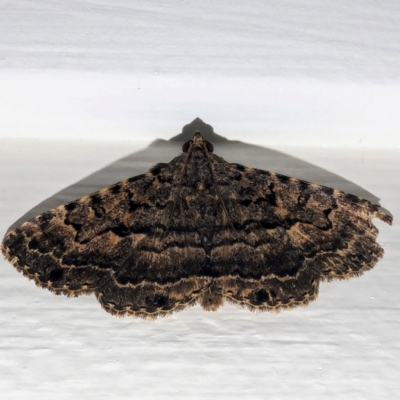 Diatenes aglossoides (An Erebid Moth) at Lions Youth Haven - Westwood Farm - 4 Jan 2024 by HelenCross