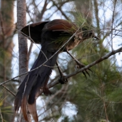 Menura novaehollandiae (Superb Lyrebird) at Broulee Moruya Nature Observation Area - 8 Dec 2023 by LisaH