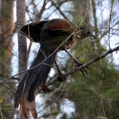 Menura novaehollandiae (Superb Lyrebird) at Moruya, NSW - 8 Dec 2023 by LisaH