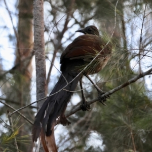 Menura novaehollandiae at Moruya, NSW - suppressed