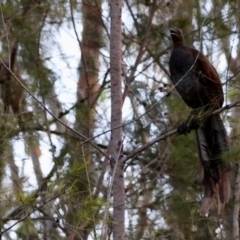 Menura novaehollandiae at Moruya, NSW - suppressed