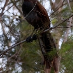 Menura novaehollandiae at Moruya, NSW - suppressed