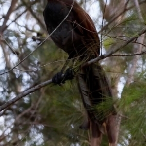 Menura novaehollandiae at Moruya, NSW - suppressed