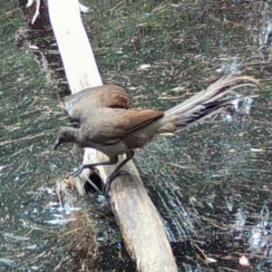 Menura novaehollandiae at Moruya, NSW - suppressed