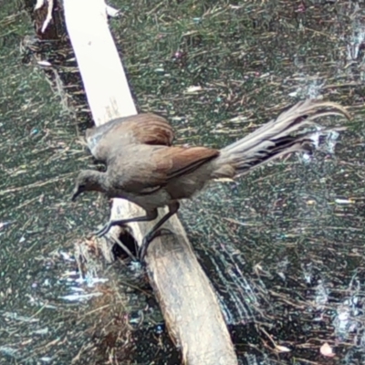 Menura novaehollandiae (Superb Lyrebird) at Broulee Moruya Nature Observation Area - 4 Jan 2024 by LisaH