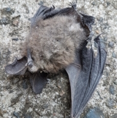 Nyctophilus sp. (genus) (A long-eared bat) at Wingecarribee Local Government Area - 4 Jan 2024 by Aussiegall