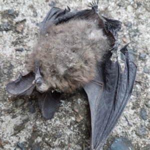 Nyctophilus sp. (genus) at Wingecarribee Local Government Area - suppressed