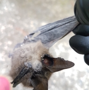 Nyctophilus sp. (genus) at Wingecarribee Local Government Area - suppressed