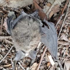 Nyctophilus sp. (genus) at Wingecarribee Local Government Area - suppressed