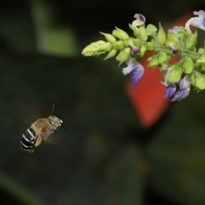 Amegilla sp. (genus) (Blue Banded Bee) at Brisbane City Botanic Gardens - 4 Jan 2024 by TimL