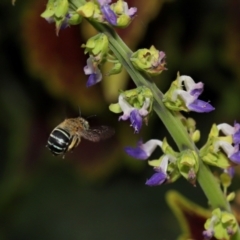 Amegilla sp. (genus) at Brisbane City Botanic Gardens - 4 Jan 2024 11:47 AM