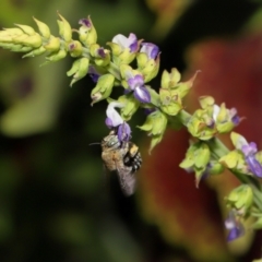 Amegilla sp. (genus) at Brisbane City Botanic Gardens - 4 Jan 2024 11:47 AM