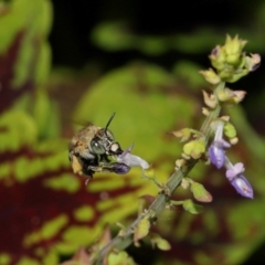 Amegilla sp. (genus) at Brisbane City Botanic Gardens - 4 Jan 2024 11:47 AM