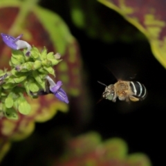 Amegilla sp. (genus) at Brisbane City Botanic Gardens - 4 Jan 2024 11:47 AM