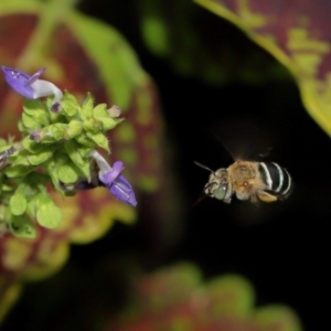 Amegilla sp. (genus) at Brisbane City Botanic Gardens - 4 Jan 2024 11:47 AM