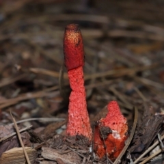 Phallus rubicundus (Phallus rubicundus) at Brisbane City Botanic Gardens - 4 Jan 2024 by TimL