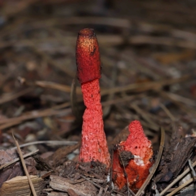 Unidentified Stinkhorn: with a smelly, brownish spore slime at Brisbane City Botanic Gardens - 4 Jan 2024 by TimL