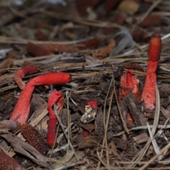 Phallus rubicundus at Brisbane City Botanic Gardens - 4 Jan 2024 12:11 PM
