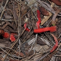 Phallus rubicundus at Brisbane City Botanic Gardens - 4 Jan 2024 12:11 PM