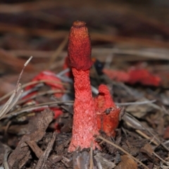 Phallus rubicundus at Brisbane City Botanic Gardens - 4 Jan 2024 12:11 PM