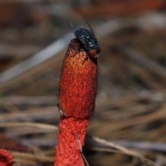 Phallus rubicundus at Brisbane City Botanic Gardens - 4 Jan 2024 12:11 PM