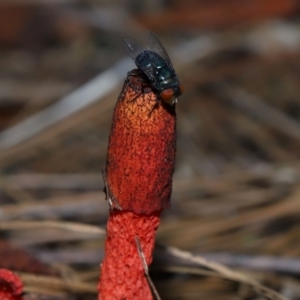 Phallus rubicundus at Brisbane City Botanic Gardens - 4 Jan 2024 12:11 PM
