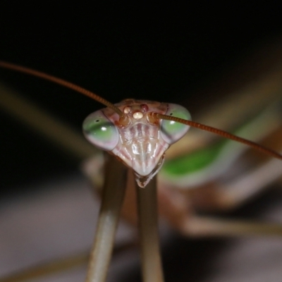 Unidentified Praying mantis (Mantodea) at Brisbane City, QLD - 3 Jan 2024 by TimL