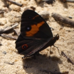 Tisiphone abeona (Varied Sword-grass Brown) at Woodlands, NSW - 2 Jan 2024 by Curiosity