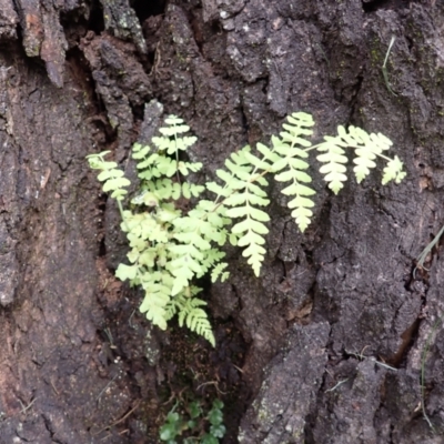 Histiopteris incisa (Bat's-Wing Fern) at Wingecarribee Local Government Area - 4 Jan 2024 by plants