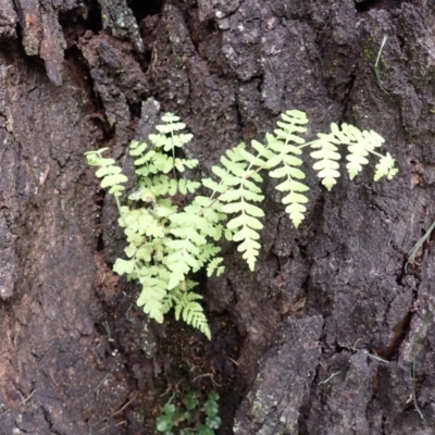 Histiopteris incisa (Bat's-Wing Fern) at Cecil Hoskins Nature Reserve - 4 Jan 2024 by plants