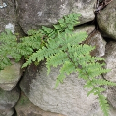 Pteris tremula (Tender Brake) at Burradoo - 4 Jan 2024 by plants